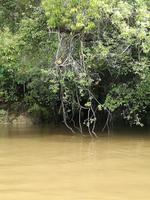 Fahrt auf den Fluss Cuyabeno 