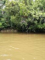 Fahrt auf den Fluss Cuyabeno 