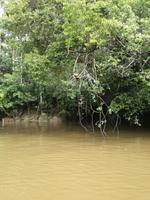 Fahrt auf den Fluss Cuyabeno 