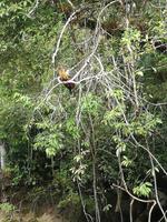 Fahrt auf den Fluss Cuyabeno 