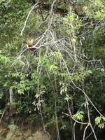 Fahrt auf den Fluss Cuyabeno 