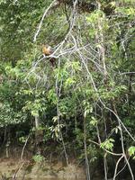 Fahrt auf den Fluss Cuyabeno 