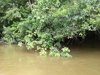 Fahrt auf den Fluss Cuyabeno 