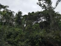 Fahrt auf den Fluss Cuyabeno 