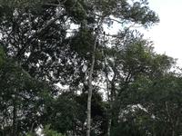 Fahrt auf den Fluss Cuyabeno 