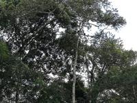 Fahrt auf den Fluss Cuyabeno 