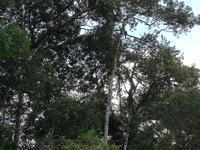 Fahrt auf den Fluss Cuyabeno 