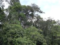 Fahrt auf den Fluss Cuyabeno 