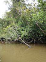 Fahrt auf den Fluss Cuyabeno 