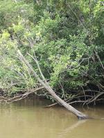 Fahrt auf den Fluss Cuyabeno 