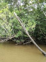 Fahrt auf den Fluss Cuyabeno 