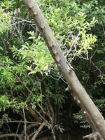 Fahrt auf den Fluss Cuyabeno 