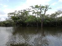 Fahrt auf den Fluss Cuyabeno 
