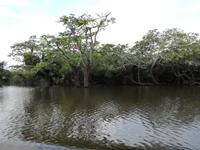 Fahrt auf den Fluss Cuyabeno 