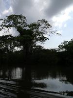 Fahrt auf den Fluss Cuyabeno 