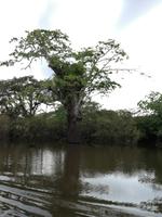 Fahrt auf den Fluss Cuyabeno 