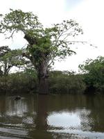 Fahrt auf den Fluss Cuyabeno 