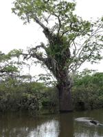 Fahrt auf den Fluss Cuyabeno 