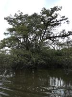 Fahrt auf den Fluss Cuyabeno 