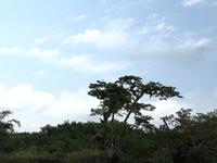 Fahrt auf den Fluss Cuyabeno 