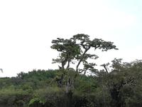 Fahrt auf den Fluss Cuyabeno 