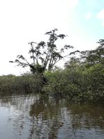 Fahrt auf den Fluss Cuyabeno 