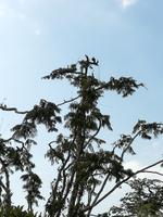 Fahrt auf den Fluss Cuyabeno 