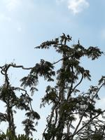 Fahrt auf den Fluss Cuyabeno 