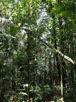 Wanderung im Cuyabeno Reservat 