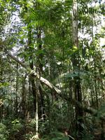 Wanderung im Cuyabeno Reservat 