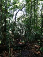 Wanderung im Cuyabeno Reservat 