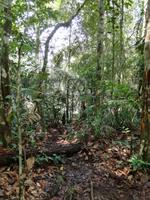 Wanderung im Cuyabeno Reservat 