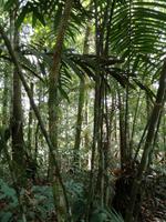 Wanderung im Cuyabeno Reservat 