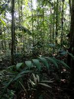 Wanderung im Cuyabeno Reservat 