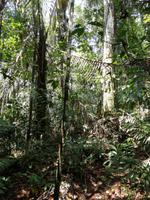 Wanderung im Cuyabeno Reservat 