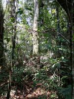 Wanderung im Cuyabeno Reservat 