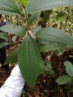 Wanderung im Cuyabeno Reservat 