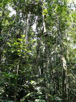 Wanderung im Cuyabeno Reservat 