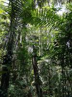 Wanderung im Cuyabeno Reservat 