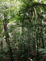 Wanderung im Cuyabeno Reservat 