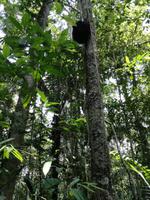 Wanderung im Cuyabeno Reservat 