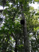 Wanderung im Cuyabeno Reservat 