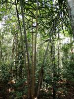 Wanderung im Cuyabeno Reservat 