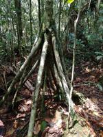 Wanderung im Cuyabeno Reservat 