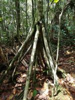 Wanderung im Cuyabeno Reservat 