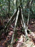 Wanderung im Cuyabeno Reservat 