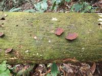 Wanderung im Cuyabeno Reservat 