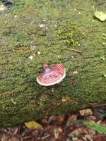 Wanderung im Cuyabeno Reservat 