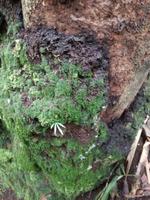 Wanderung im Cuyabeno Reservat 