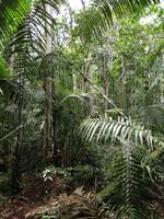 Wanderung im Cuyabeno Reservat 